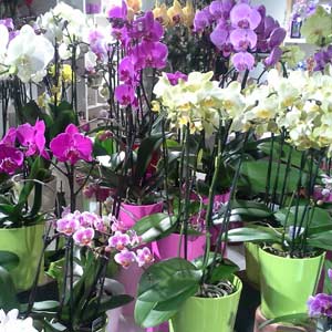 Das Blümchen - Blumen und Mehr: Blumen, Topfpflanzen, Geschenkartikel, Duftkerzen, Raumdüfte, dekorierte Blumenstöcke: Orchideen in ihrer Vielfalt